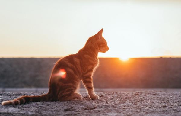 猫毛多久重新长出来-图1