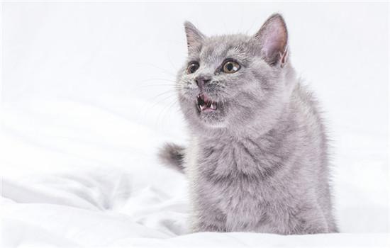 英短折耳猫为什么不能养-图1
