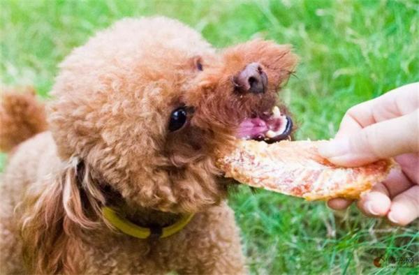 狗狗可以每天吃鸡胸肉吗-图1