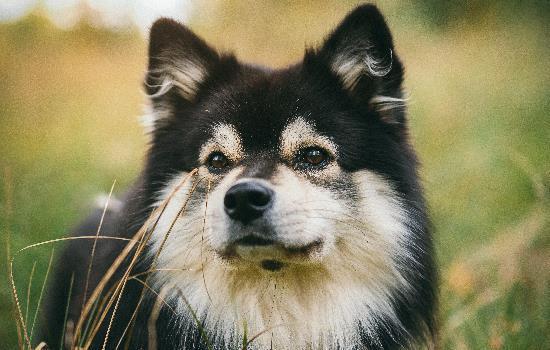 幼犬几个月换成犬粮-图1