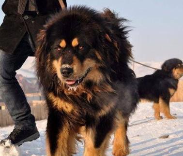 蒙古獒幼犬刚50天图片-图1