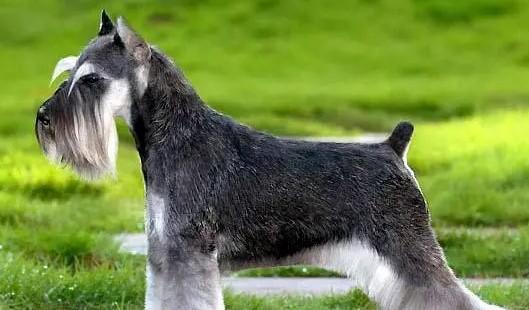 短毛72种名犬小型犬