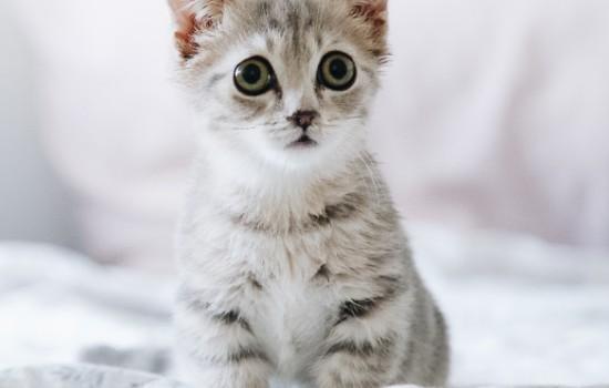 猫咪拉肚子脱水-1