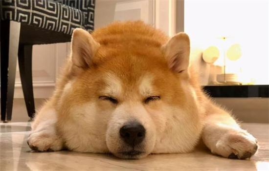 狗狗干呕吐不出东西-图1