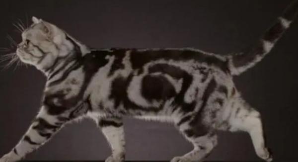 看人类强轩猫的-图1