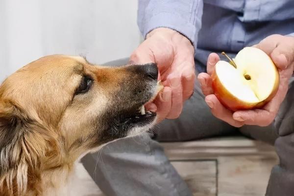 狗狗可以吃苹果不-图1