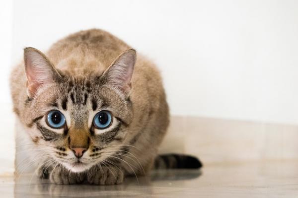 猫咪不吃饭光吃营养膏可以吗-图1