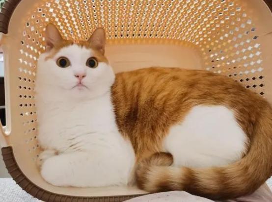 基霸猫是什么品种猫-图1