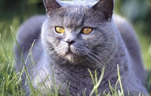 卡尔特猫和挪威森林猫的宝宝-图1