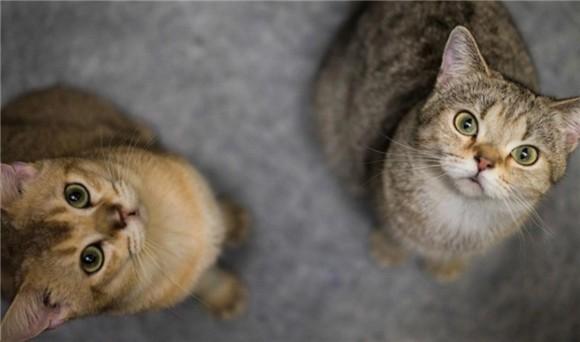 怎么区分是不是后院猫-图1