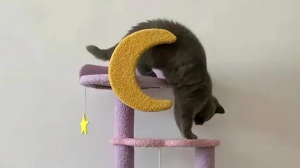 几把猫多少钱一只-图1