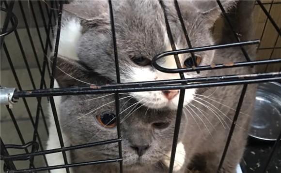 什么是后院猫舍-图1