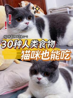 猫为什么吃得变少了-图1