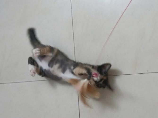 猫咪喜欢抓人是怎么回事-1