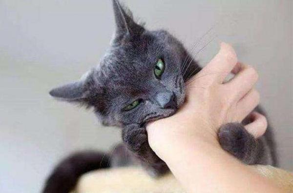 猫咪喜欢抓人是怎么回事-2