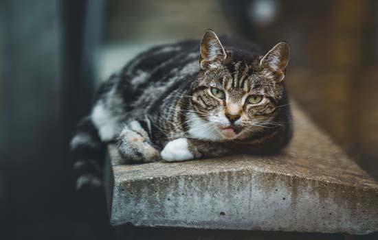 蓝猫为啥用头拱人-图1