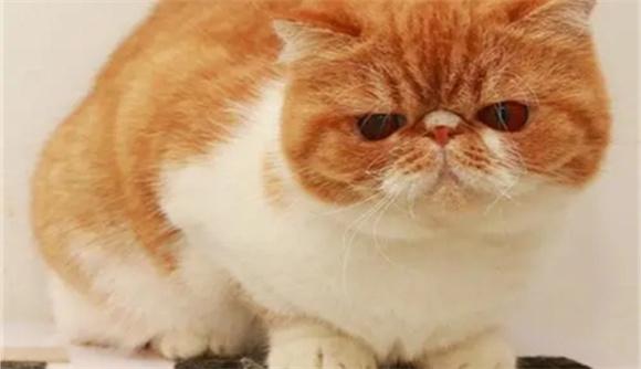 加菲猫图片真猫-图1