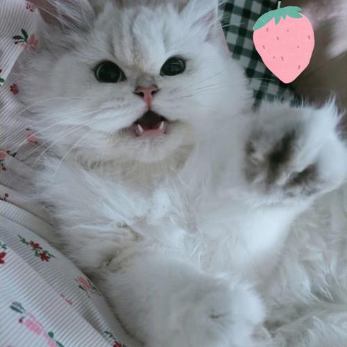 猫咪老挠身上是为什么啊