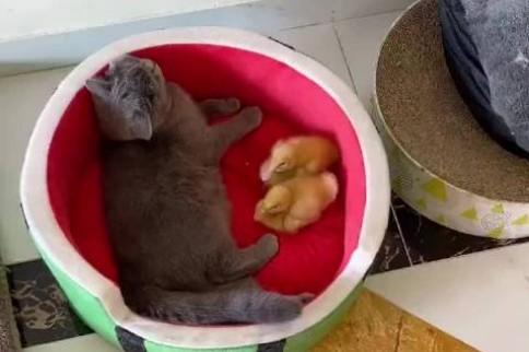 果冻是只可爱猫-图1