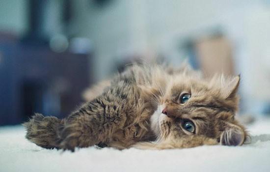 没满月的猫咪吃什么