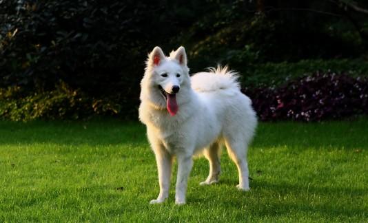 白色短毛大型犬品种大全图片-图1