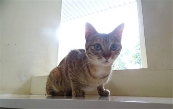 在民宅养猫犯法吗-图1