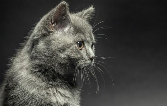 狸花猫几个月才认主人-图1