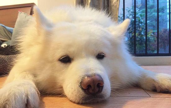斯塔福犬爆头征兆-图1