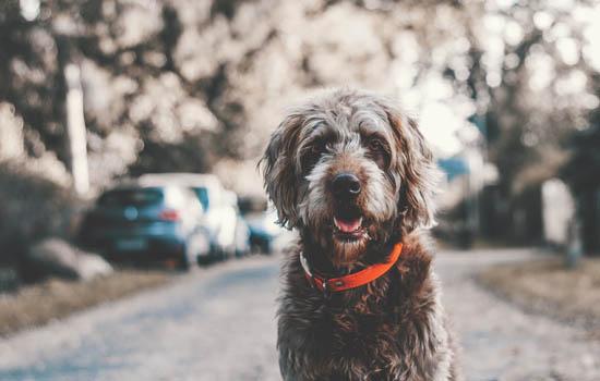 德国狐狸犬有什么缺点-图1