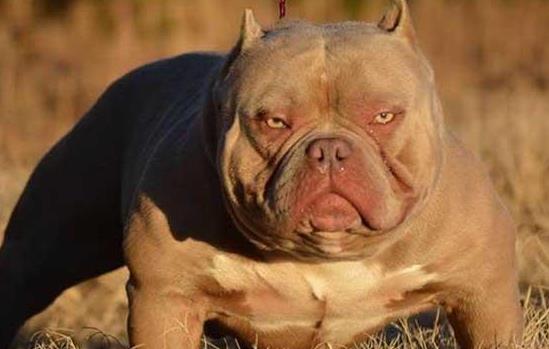 恶霸犬的寿命有多长-图1