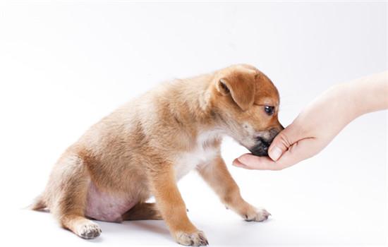 舒柏奇犬有尾巴吗-图1