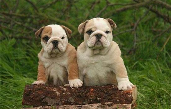 为什么不建议养英国斗牛犬-图1
