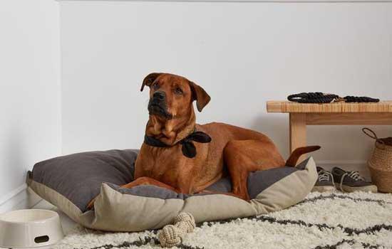 家里适合养比格犬吗-图1