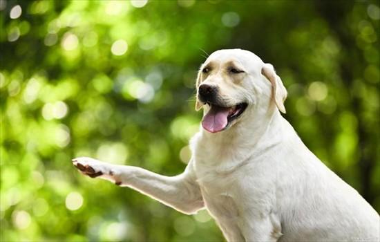 拉布拉多犬是哪个国家的品种-图1