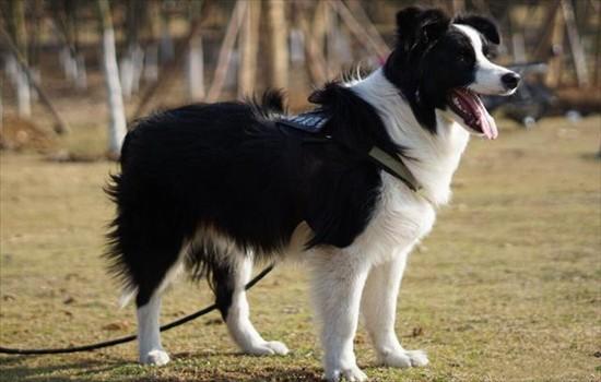 ​边境牧羊犬什么颜色贵-图1