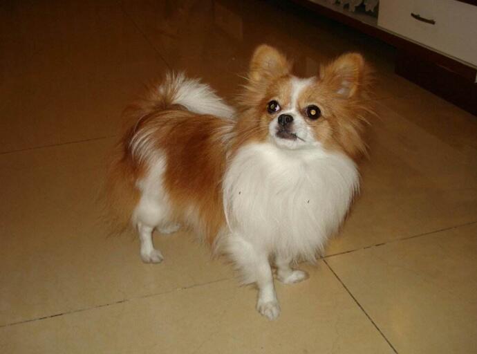 蝴蝶犬和牧羊犬的区别-图1