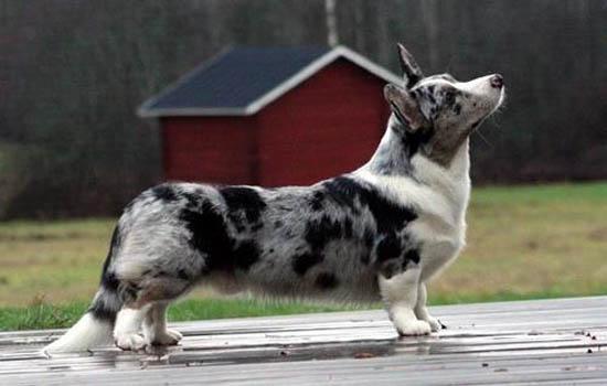 比格猎犬怎么样-图1