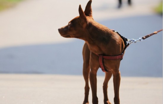 小鹿犬最迟几个月立耳-图1