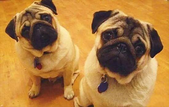 ​巴哥犬纯不纯如何辨别-图1