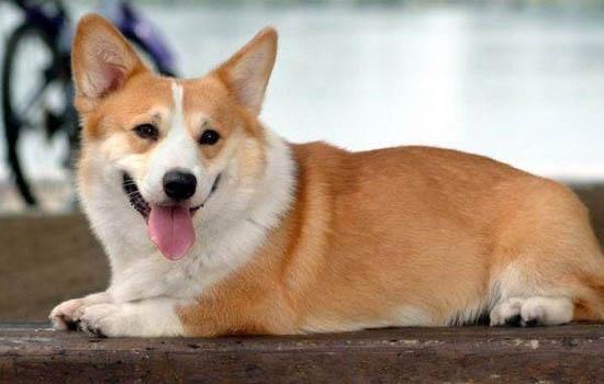 养秋田犬的禁忌-图1