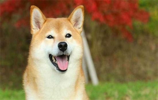 ​柴犬几个月能区分圆脸和尖脸-图1