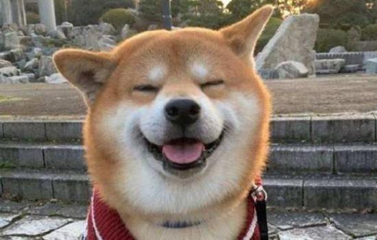 土狗和柴犬的区别-图1