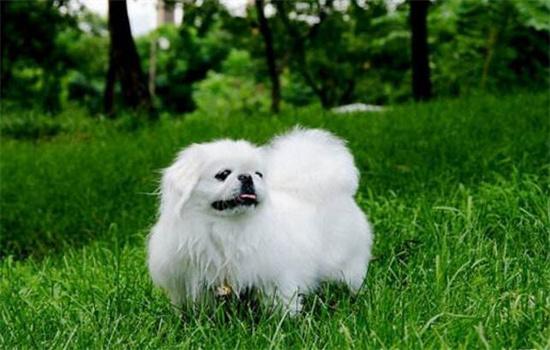 ​京巴犬智商相当于几岁孩子-图1