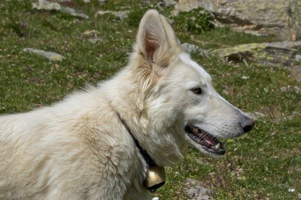 柴犬和中华田园犬的区别-图1