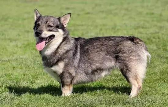 犬的一年等于多少岁-图1