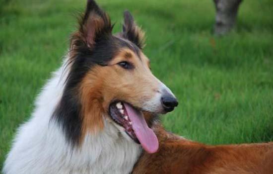 阿富汗猎犬怎么办狗证-图1