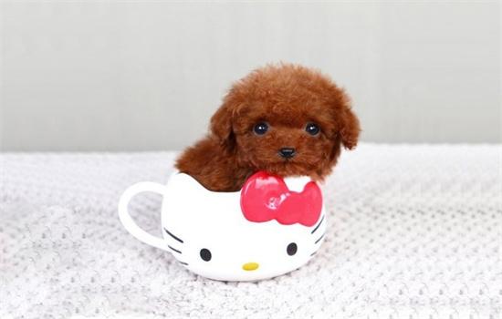 茶杯犬寿命一般能活多少年-图1