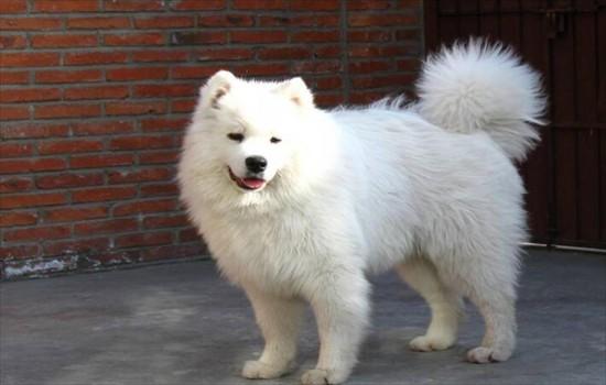 爱斯基摩犬和萨摩耶的区别-图1