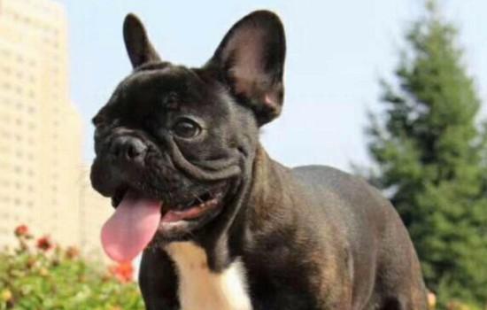 斗牛犬为什么被禁养-图1