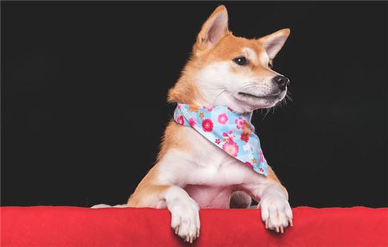 捷克狼犬怎么看品相-图1